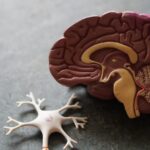 “뇌건강, 일상의 작은 변화에서 시작하세요… 최근 트렌드와 실천 루틴” human brain toy