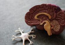 “뇌건강, 일상의 작은 변화에서 시작하세요… 최근 트렌드와 실천 루틴” human brain toy