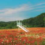 나를 돌보는 새로운 일상, 웰니스 문화 속으로 White staircase in a vibrant field of red poppies.